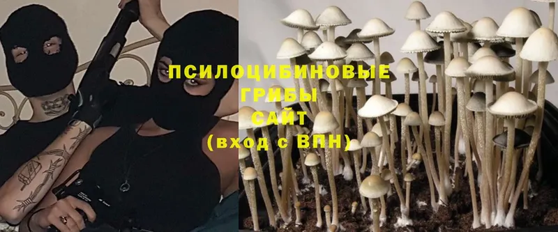 Галлюциногенные грибы Cubensis  Орлов 